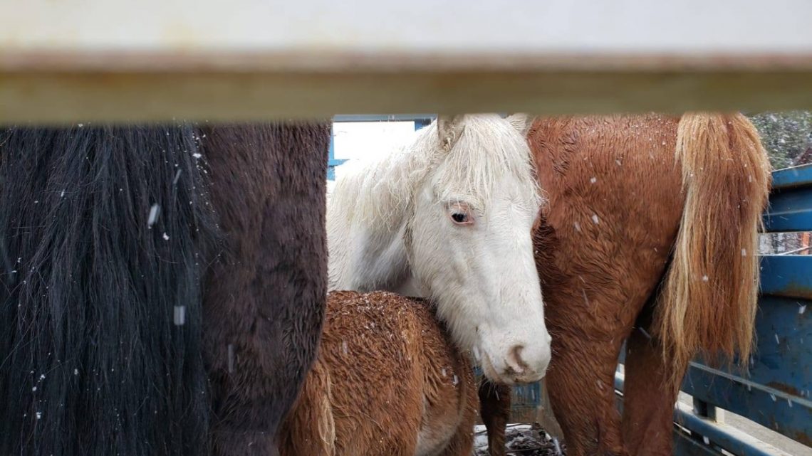 Encuentran 4 Caballos Encerrados En Un Carro A La Intemperie En Ushuaia Encuentran 4 Caballos Encerrados En Un Carro A La Intemperie En Ushuaia