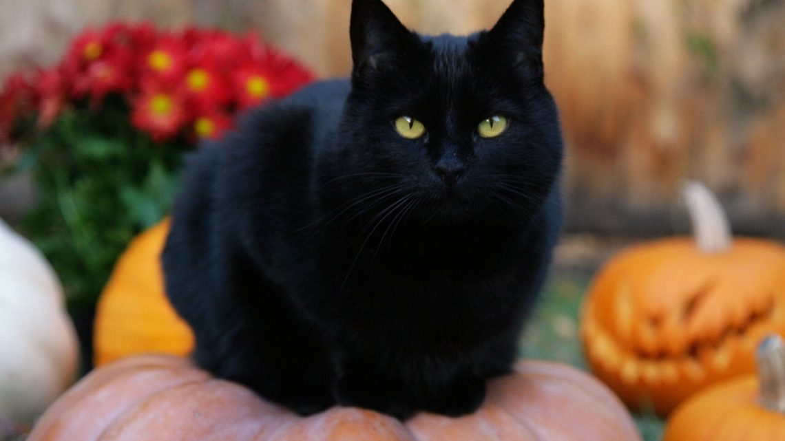 Ushuaia: Denuncian El Uso De Gatos Negros Para Crueles Sacrificios De Magia Negra Ushuaia: Denuncian El Uso De Gatos Negros Para Crueles Sacrificios De Magia Negra