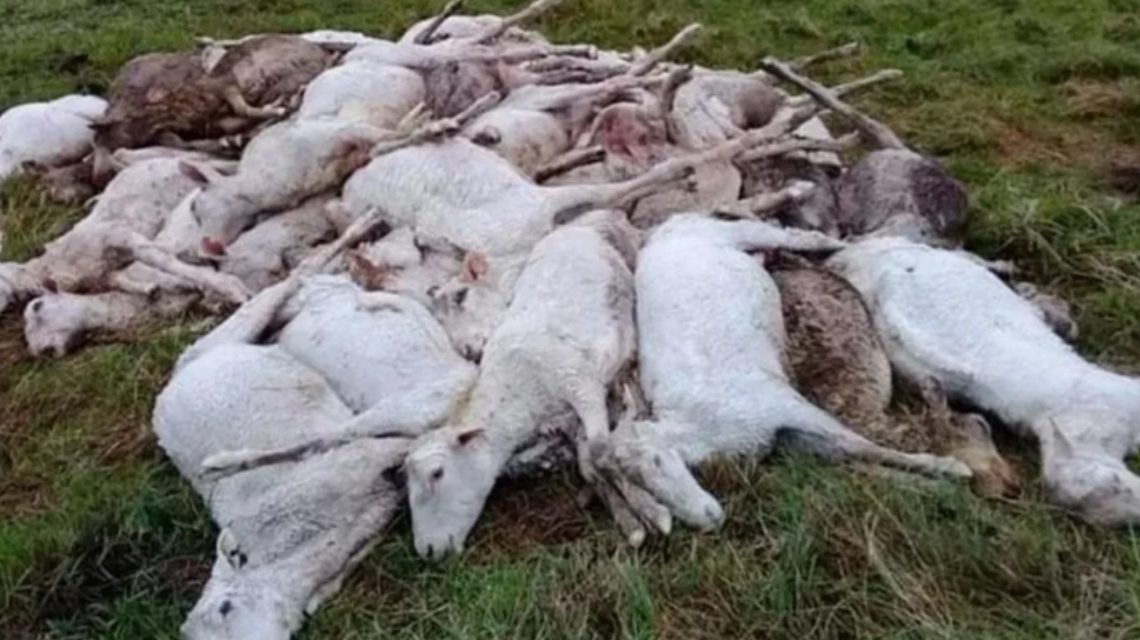 Murieron de frío más de 3.500 ovejas que habían sido esquiladas