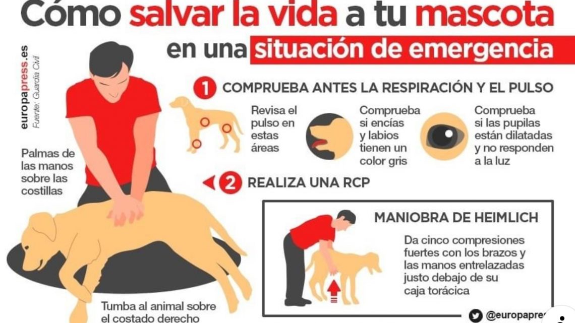 Cómo Salvar La Vida A Tu Mascota En Una Situación De Emergencia Cómo Salvar La Vida A Tu Mascota En Una Situación De Emergencia