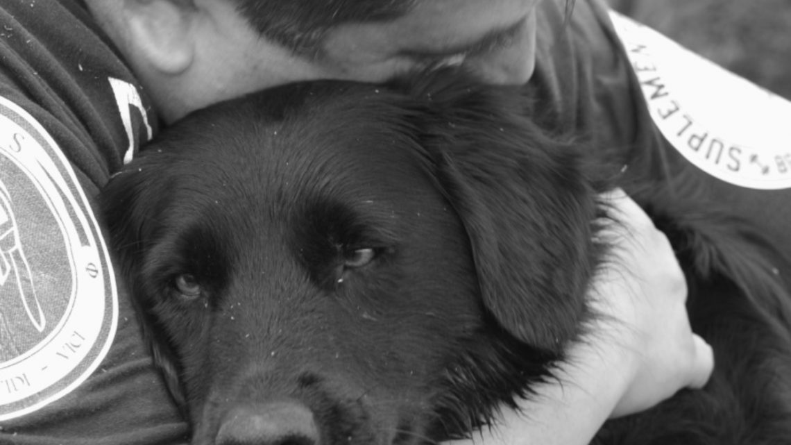 ¿Por qué los perros llegan a nuestra vida? ¿Por qué los perros llegan a nuestra vida?