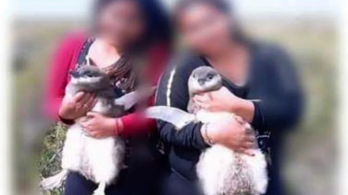 Indignación con turistas que agarraron a pingüinos del cuello para sacarse fotos Indignación con turistas que agarraron a pingüinos del cuello para sacarse fotos