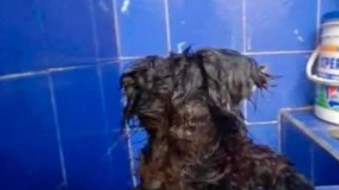 Abandonaron a su perra y le pegaron los ojos para evitar que los siguiera Abandonaron a su perra y le pegaron los ojos para evitar que los siguiera