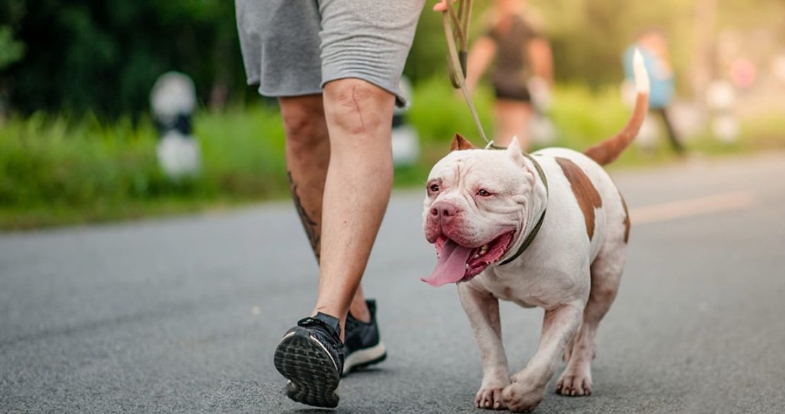 Por Qué Un Perro Puede Morder A Un Niño Y Cuáles Son Las Razas Más Peligrosas Por Qué Un Perro Puede Morder A Un Niño Y Cuáles Son Las Razas Más Peligrosas