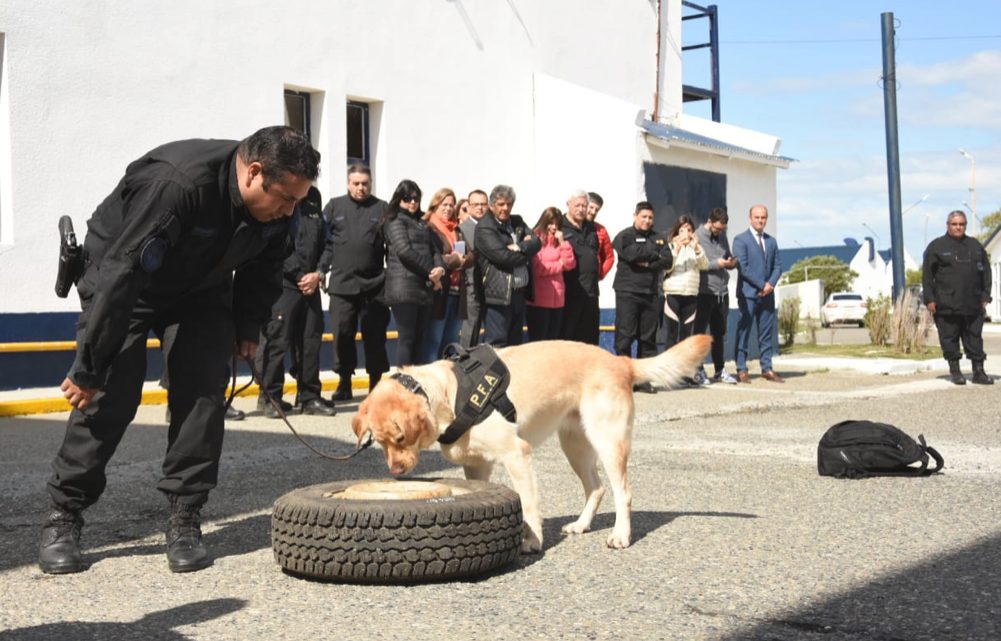 Capacitaron a perros para la detección de drogas Capacitaron a perros para la detección de drogas