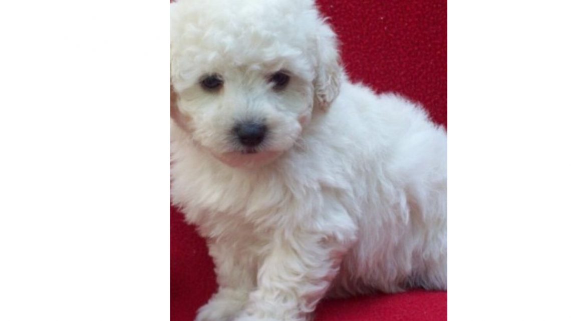 Norteño Se Robó Un Caniche Toy Para Regalárselo A Su Novia En San Valentín Norteño Se Robó Un Caniche Toy Para Regalárselo A Su Novia En San Valentín
