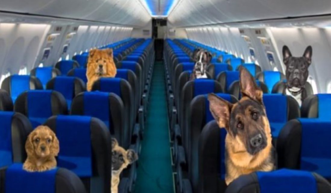 Aerolíneas Argentinas ahora permite perros acompañantes Aerolíneas Argentinas ahora permite perros acompañantes