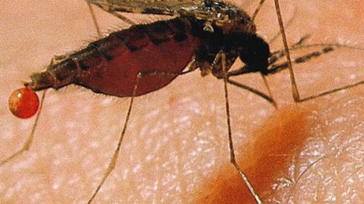EL DENGUE MATA MAS QUE EL CORONAVIRUS: El riesgo de muerte por dengue es mayor al del coronavirus y no se le da la importancia necesaria EL DENGUE MATA MAS QUE EL CORONAVIRUS: El riesgo de muerte por dengue es mayor al del coronavirus y no se le da la importancia necesaria