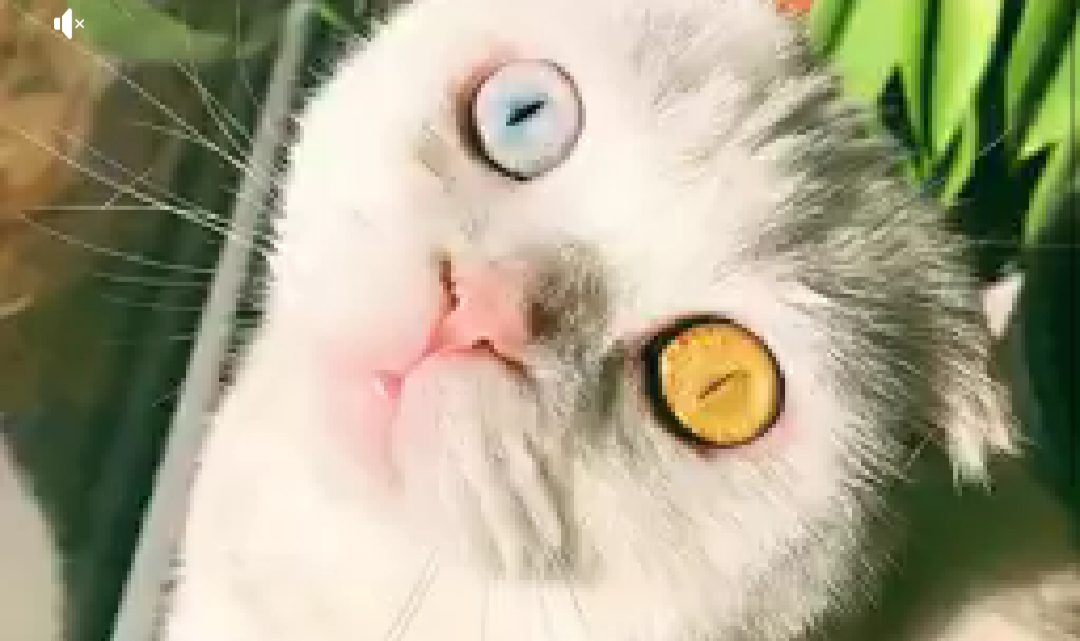 Un ojo amarillo y otro azul: la sorprendente gata que causa sensación en las redes sociales Un ojo amarillo y otro azul: la sorprendente gata que causa sensación en las redes sociales