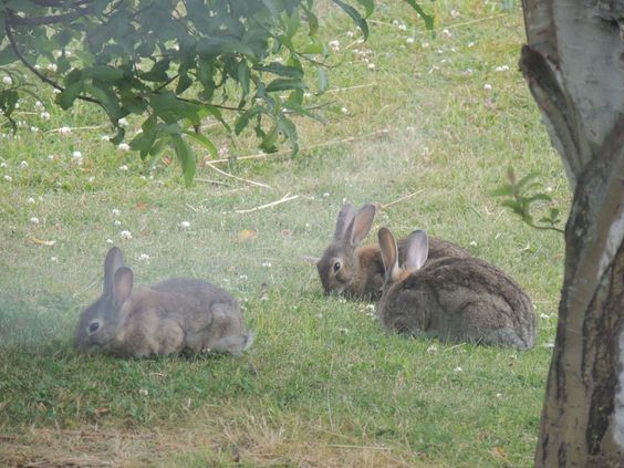 TERRIBLE POLÉMICA: Proponen Envenenar De Forma Masiva A Los Conejos En Ushuaia TERRIBLE POLÉMICA: Proponen Envenenar De Forma Masiva A Los Conejos En Ushuaia