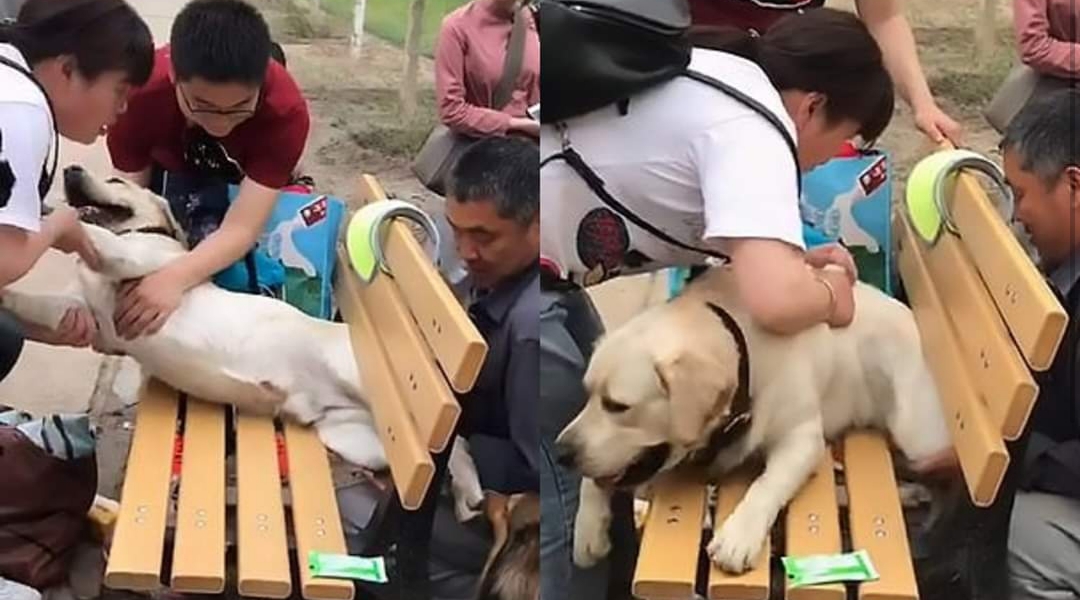 Un perro quedó atrapado en un banco por su sobrepeso Un perro quedó atrapado en un banco por su sobrepeso