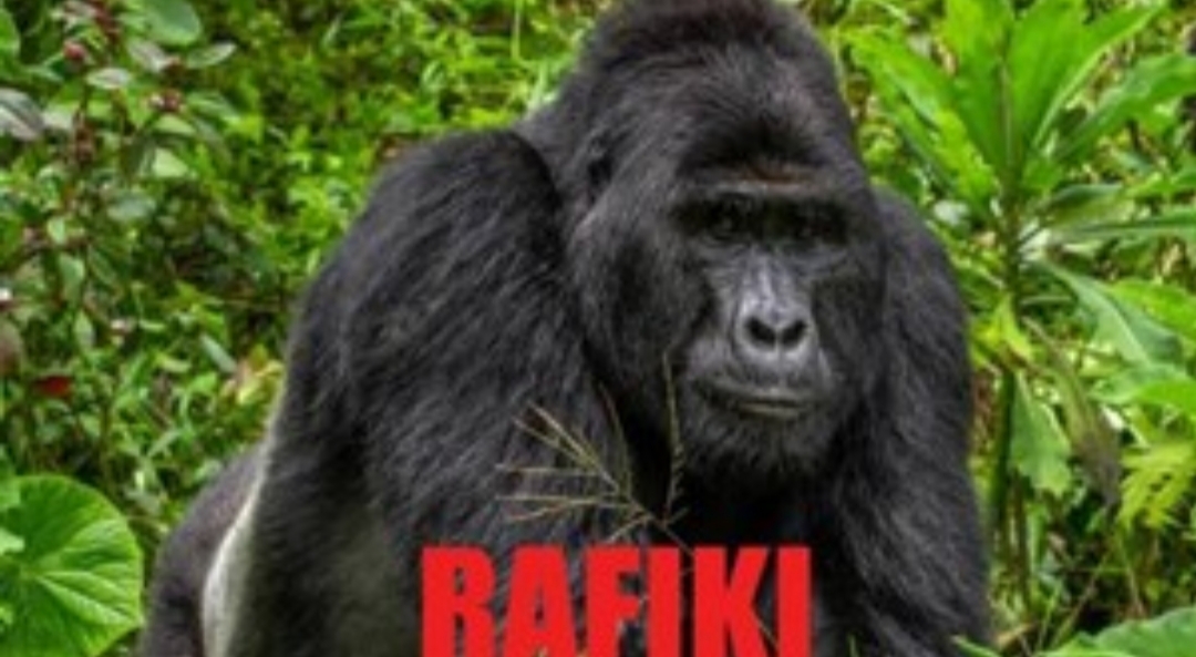 Cazadores Mataron A «Rafiki», Uno De Los Últimos Gorilas De Montaña De Uganda Cazadores Mataron A «Rafiki», Uno De Los Últimos Gorilas De Montaña De Uganda