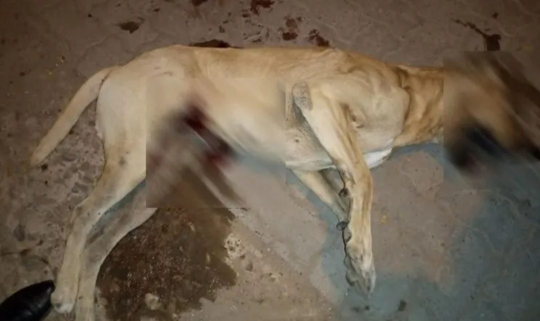 Mató al perro de su vecina y lo detuvieron por «crueldad animal»