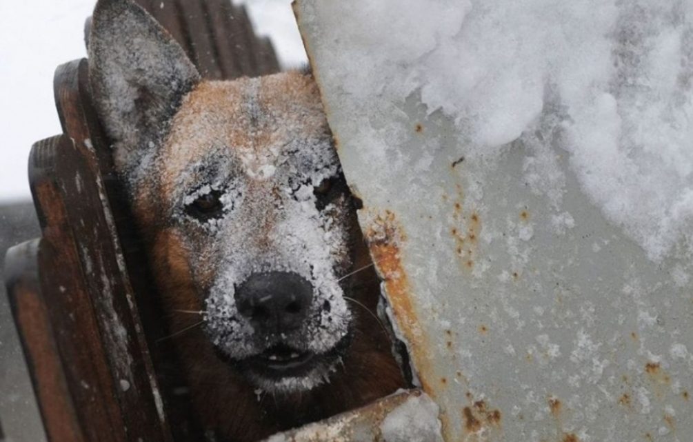 Una vecina de Río Grande denuncia que dejan a mascotas afuera con temperaturas heladas