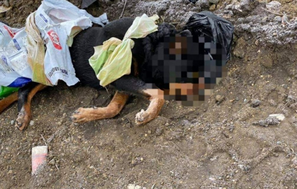 Horror en Río Grande: un vecino denuncia que le tiran perros muertos enfrente de su casa Horror en Río Grande: un vecino denuncia que le tiran perros muertos enfrente de su casa