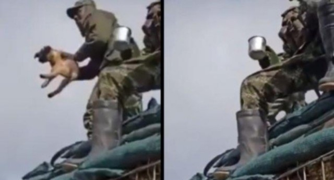 VIDEO: militares de Colombia matan a un perrito para divertirse VIDEO: militares de Colombia matan a un perrito para divertirse