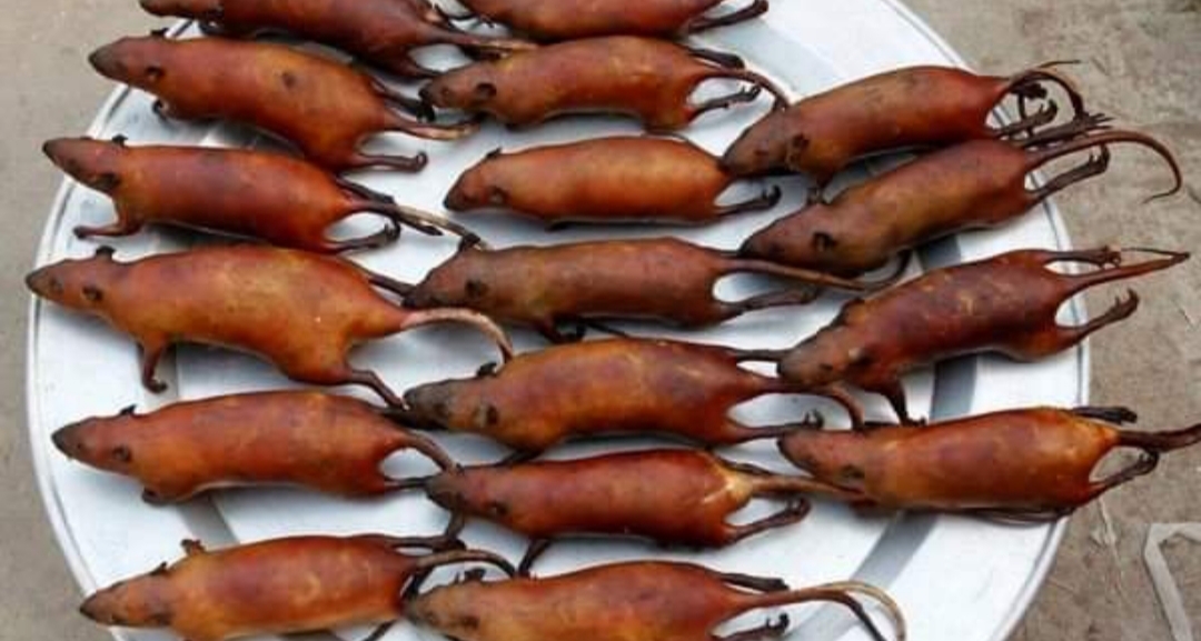 Según un estudio, las ratas que se venden en mercados y restaurantes del sudeste asiático albergan múltiples coronavirus. Según un estudio, las ratas que se venden en mercados y restaurantes del sudeste asiático albergan múltiples coronavirus.