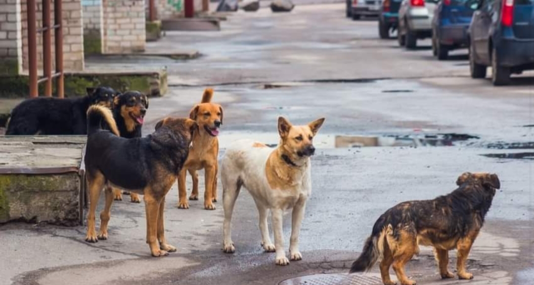 Compró pastillas para envenenar perros, las ingirió por error y murió Compró pastillas para envenenar perros, las ingirió por error y murió