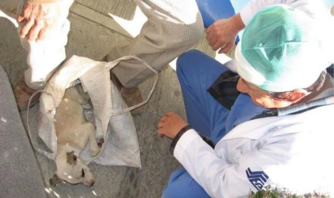 Anciano No Sabía Qué Hacer Con Su Perrito Enfermo, Decidió Llevarlo Al Hospital De Humanos Anciano No Sabía Qué Hacer Con Su Perrito Enfermo, Decidió Llevarlo Al Hospital De Humanos