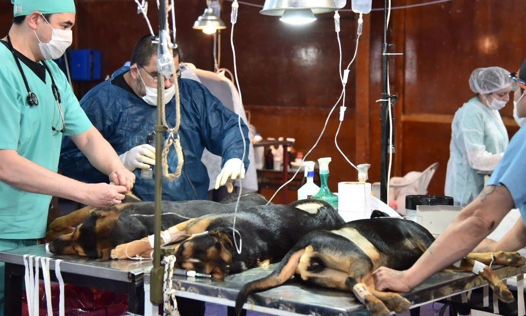 ZOONOSIS DE LA MUNICIPALIDAD DE USHUAIA REALIZÓ MÁS DE 250 CIRUGÍAS DE CASTRACIÓN DURANTE EL DISTANCIAMIENTO SOCIAL, PREVENTIVO Y OBLIGATORIO ZOONOSIS DE LA MUNICIPALIDAD DE USHUAIA REALIZÓ MÁS DE 250 CIRUGÍAS DE CASTRACIÓN DURANTE EL DISTANCIAMIENTO SOCIAL, PREVENTIVO Y OBLIGATORIO