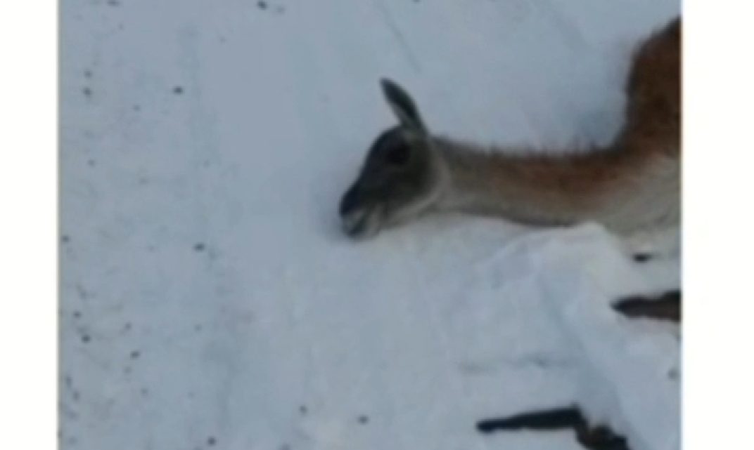 VIDEO: camionero héroe le salvó la vida a guanaco en la ruta 25 VIDEO: camionero héroe le salvó la vida a guanaco en la ruta 25
