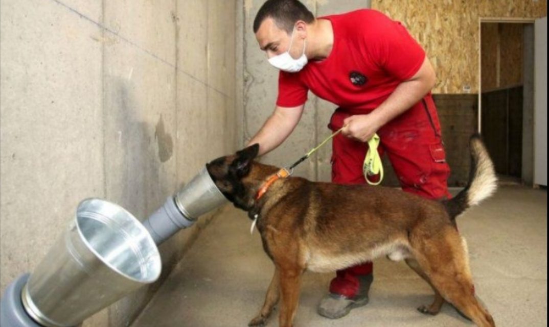 La UBA entrenará perros para detectar el coronavirus La UBA entrenará perros para detectar el coronavirus
