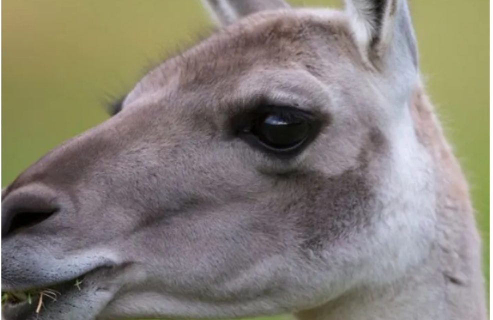 Accidentes en la ruta: la culpa no es de los guanacos Accidentes en la ruta: la culpa no es de los guanacos