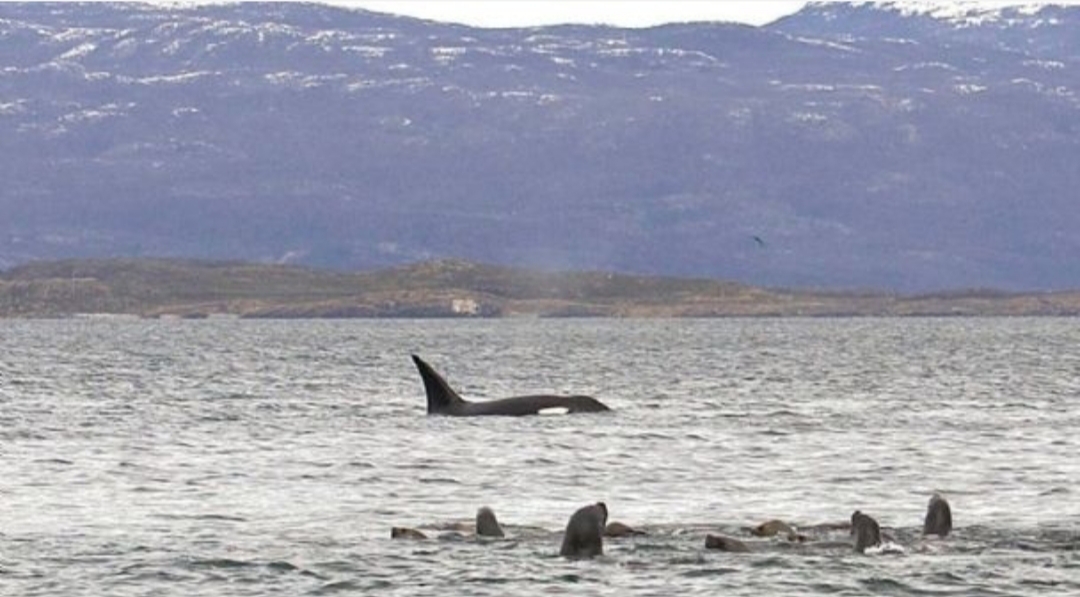 Aparecieron Nuevas Orcas En El Canal Beagle Y Causaron Asombro Aparecieron Nuevas Orcas En El Canal Beagle Y Causaron Asombro