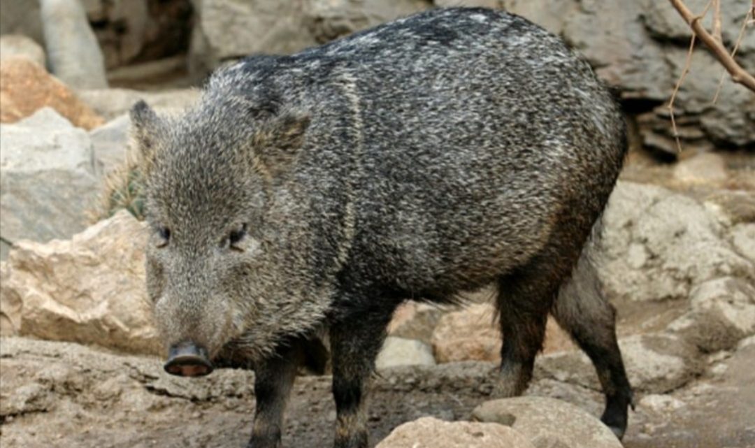 Trasladaron a los Esteros del Iberá a cuatro ejemplares de una especie extinta en Corrientes hace 50 años Trasladaron a los Esteros del Iberá a cuatro ejemplares de una especie extinta en Corrientes hace 50 años