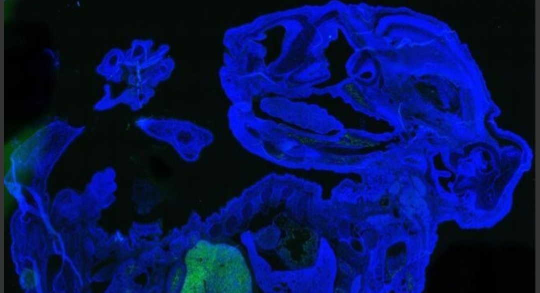 Inédito: científicos crearon un embrión de ratón que es 4% humano