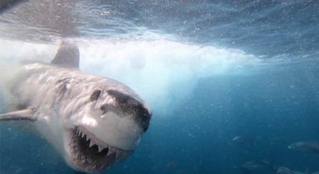 Estaba grabando un documental sobre tiburones y en su día libre fue mordida por uno de ellos Estaba grabando un documental sobre tiburones y en su día libre fue mordida por uno de ellos