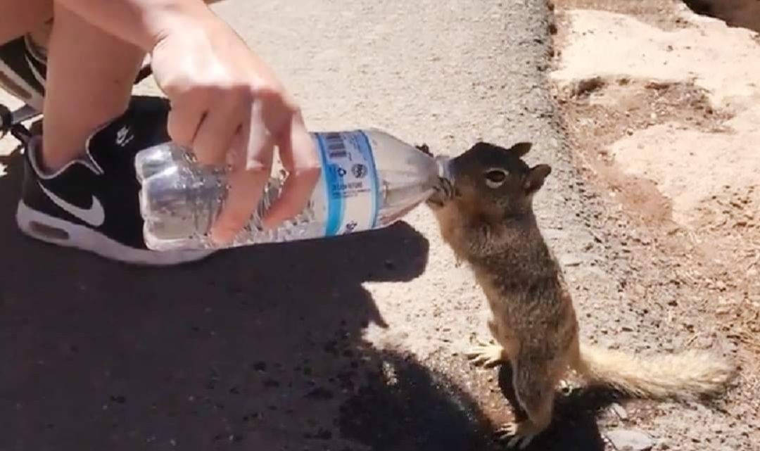 El video viral de una ardilla sedienta rogando que le den agua de una botella El video viral de una ardilla sedienta rogando que le den agua de una botella