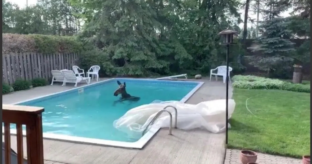 Increíble, pero real: familia encontró a un enorme alce nadando en su pileta