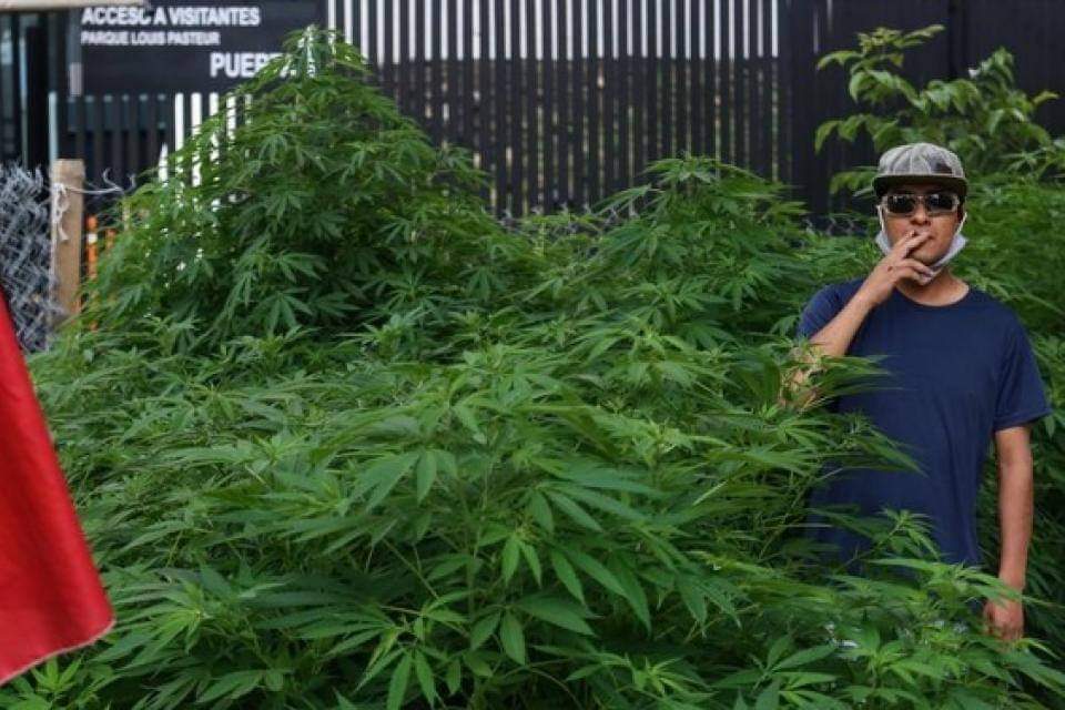 Un verdadero jardín de marihuana frente al Senado de México Un verdadero jardín de marihuana frente al Senado de México