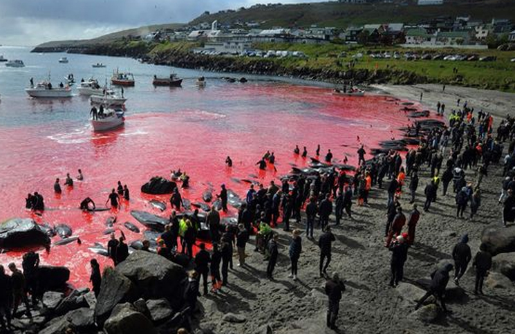 Imágenes Sensibles: El Mar Se Vuelve Rojo Por Una Cacería Indiscriminada De Ballenas Imágenes Sensibles: El Mar Se Vuelve Rojo Por Una Cacería Indiscriminada De Ballenas