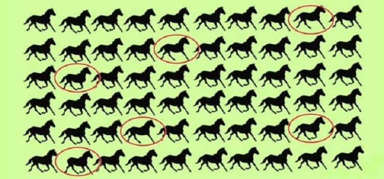 Desafío viral: encontrá seis caballos (diferentes) en menos de 30 segundos Desafío viral: encontrá seis caballos (diferentes) en menos de 30 segundos