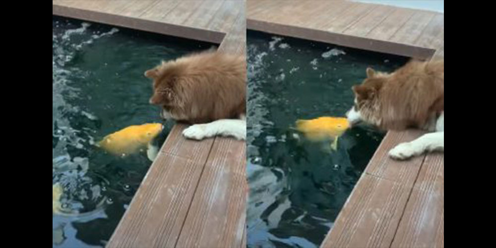 El cariñoso encuentro (a los besos) entre un perro y un pez El cariñoso encuentro (a los besos) entre un perro y un pez