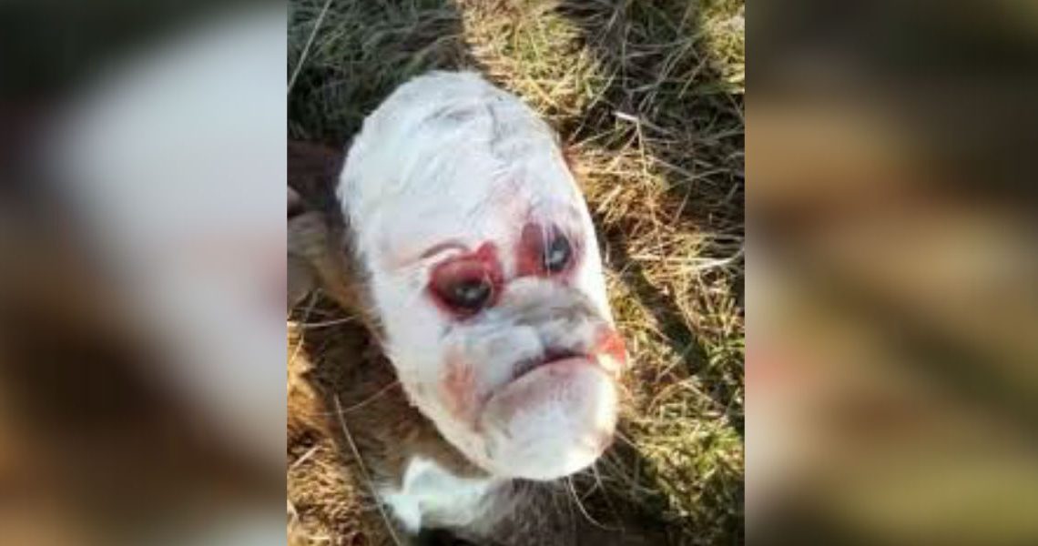 El misterioso caso del ternero que nació con cara de humano El misterioso caso del ternero que nació con cara de humano