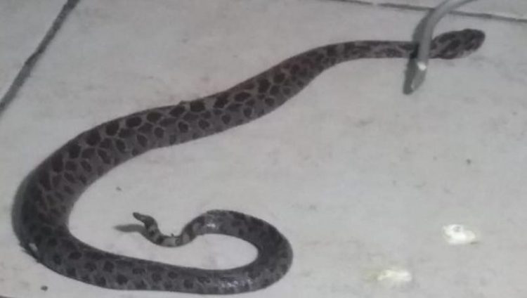 Una serpiente de cascabel se coló en un hospital y mordió a un paciente