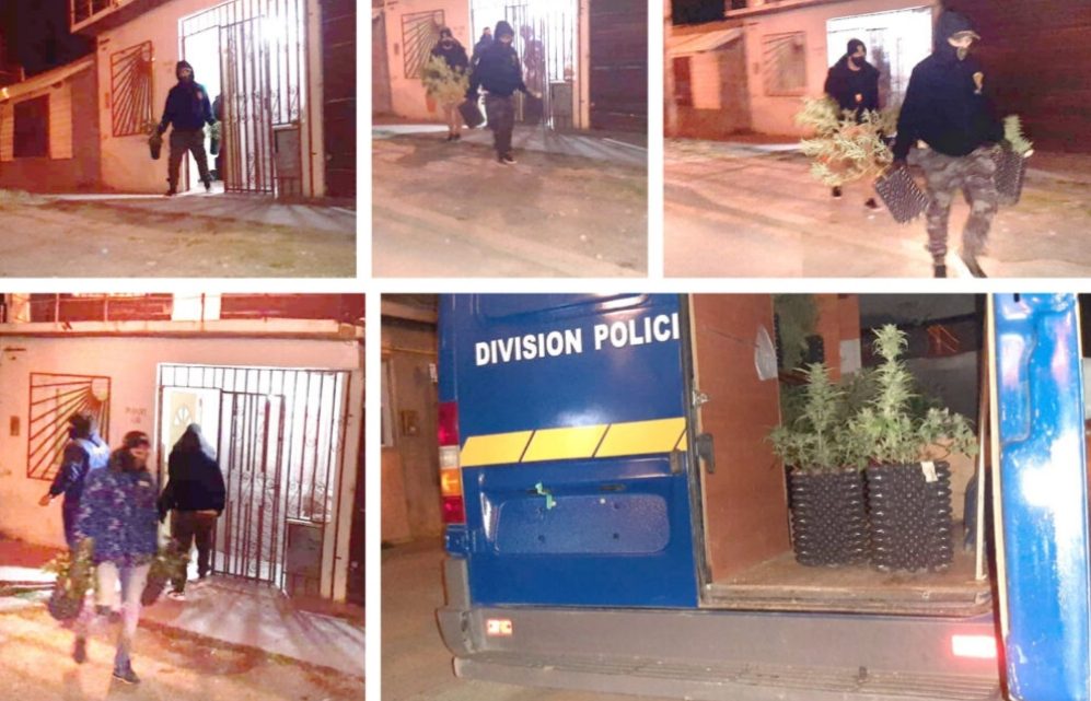 Operativo “Flores cannábicas”: Desbaratan sofisticado invernadero de marihuana Operativo “Flores cannábicas”: Desbaratan sofisticado invernadero de marihuana