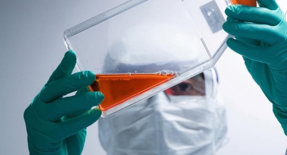 Investigadores argentinos neutralizaron al coronavirus con derivados de llamas y huevos de gallina Investigadores argentinos neutralizaron al coronavirus con derivados de llamas y huevos de gallina