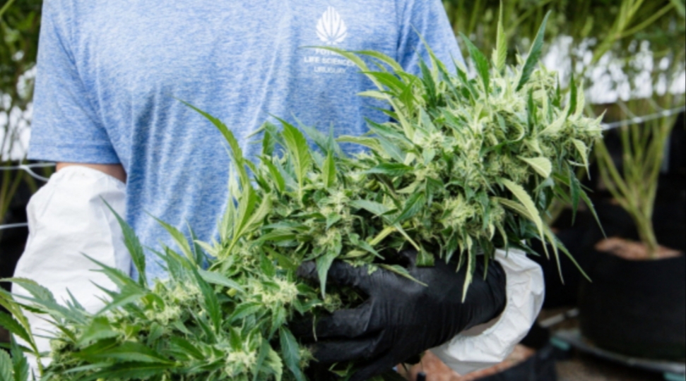 Aprobaron el uso de cannabis medicinal en Ushuaia: “Hay 1200 familias fuera de la ley” Aprobaron el uso de cannabis medicinal en Ushuaia: “Hay 1200 familias fuera de la ley”