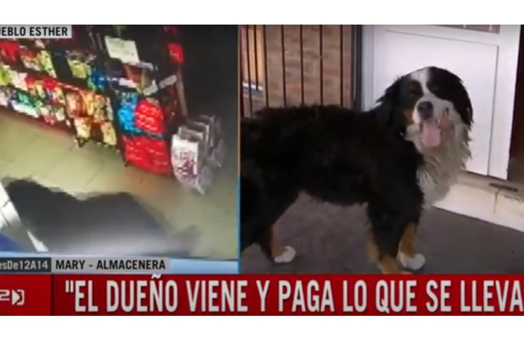 La historia del perro que robaba en un almacén y ahora tiene cuenta corriente: “es bastante atrevido”