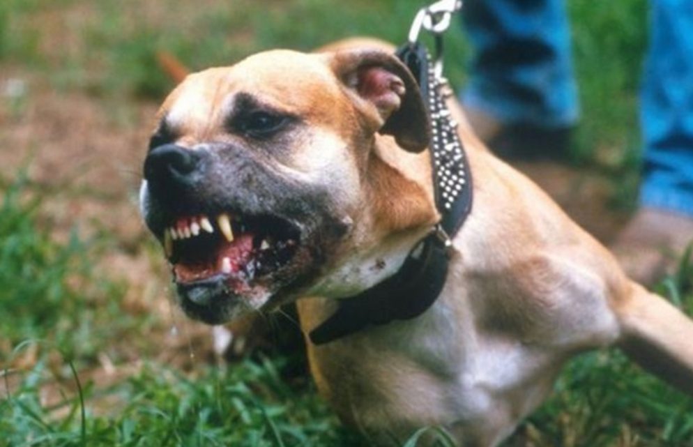 Un detenido luego que su perro pitbull atacara a un joven y a un policia Un detenido luego que su perro pitbull atacara a un joven y a un policia