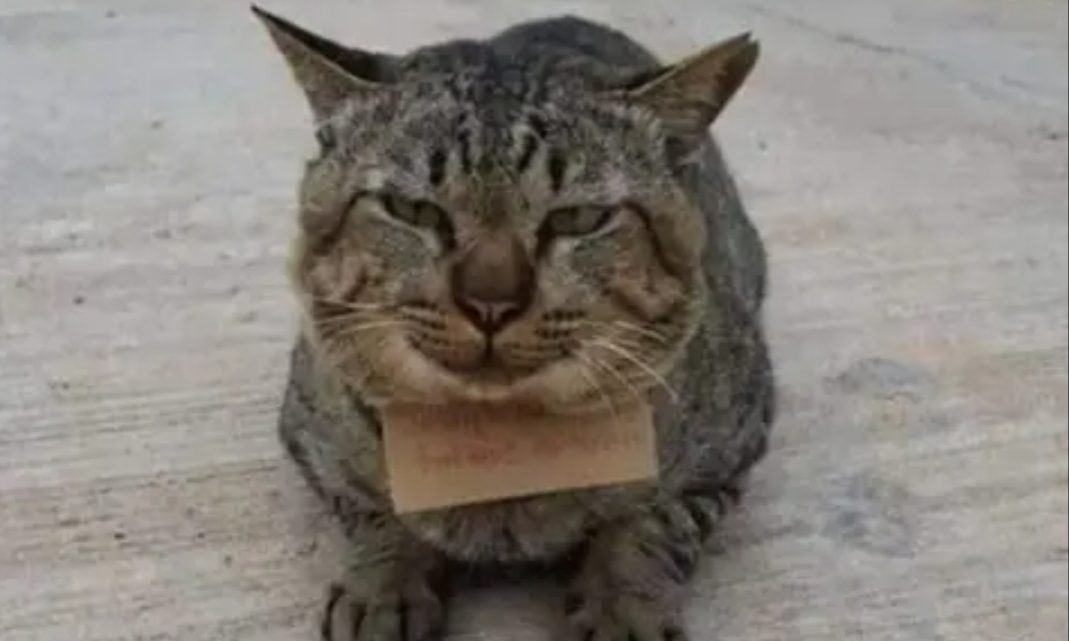 Un gato desapareció y volvió a su casa con una deuda Un gato desapareció y volvió a su casa con una deuda
