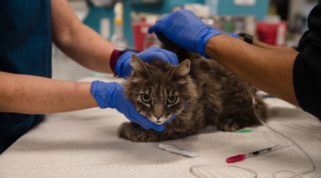 Coronavirus en animales: qué especies pueden tenerlo y cómo prevenir el contagio Coronavirus en animales: qué especies pueden tenerlo y cómo prevenir el contagio