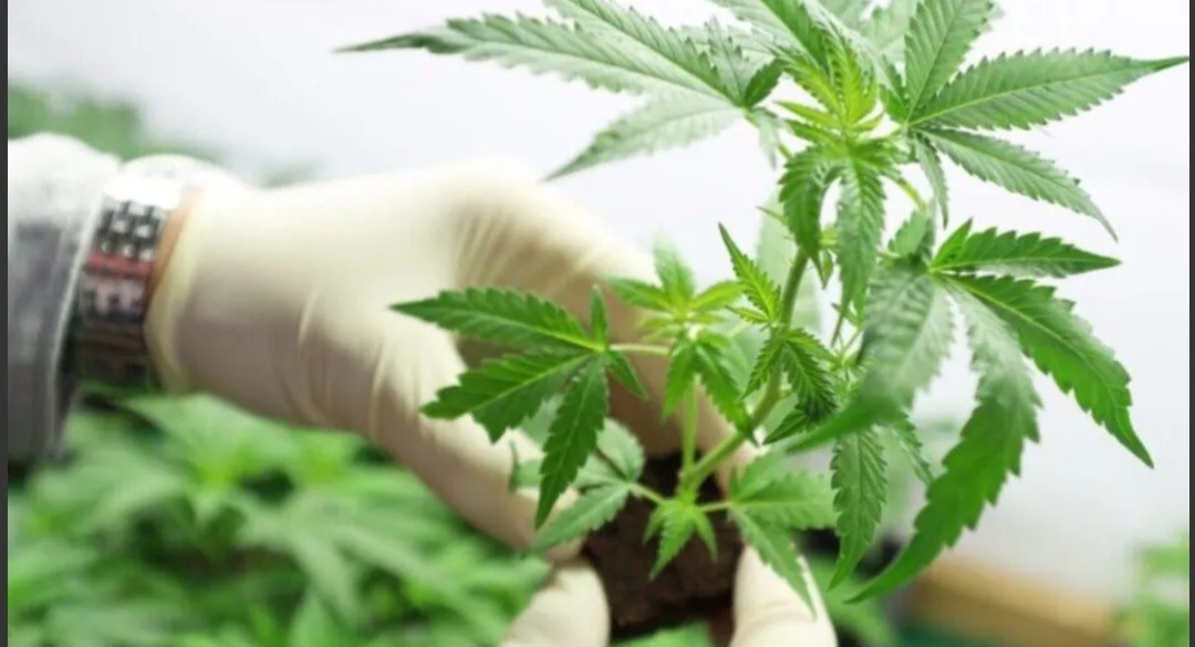 La Iglesia, preocupada por legalización del cannabis: «Las sustancias adictivas ahora son más accesibles» La Iglesia, preocupada por legalización del cannabis: «Las sustancias adictivas ahora son más accesibles»