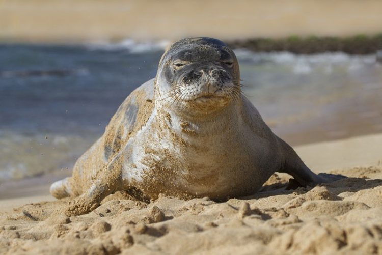 Descubren una especie de foca monje gigante que estaba extinta desde hace 3 millones de años Descubren una especie de foca monje gigante que estaba extinta desde hace 3 millones de años