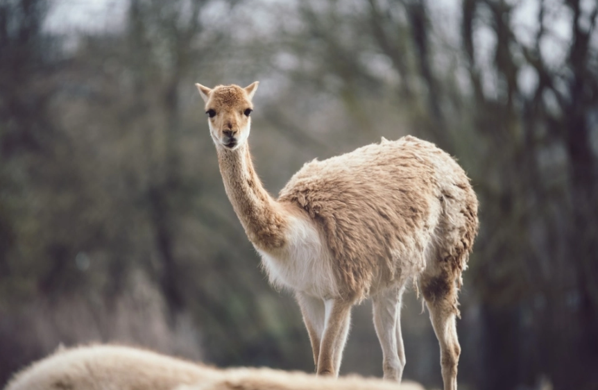 Los guanacos, otro negociado del entorno de Macri Los guanacos, otro negociado del entorno de Macri