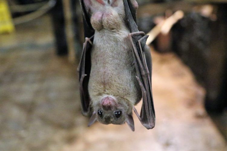 Encontraron excremento de murciélago en Japón que coincide en un 81% con el coronavirus Encontraron excremento de murciélago en Japón que coincide en un 81% con el coronavirus
